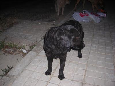 LLAMAMIENTO URGENTE A TODAS LAS PERSONAS QUE ME PUEDAN AYUDAR.CON ESTOS PERROS, ESTAN ABANDONADOS. PUEBLO DE SEVILLA.