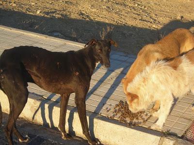 LLAMAMIENTO URGENTE A TODAS LAS PERSONAS QUE ME PUEDAN AYUDAR.CON ESTOS PERROS, ESTAN ABANDONADOS. PUEBLO DE SEVILLA.