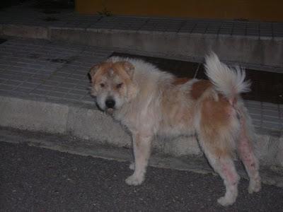 LLAMAMIENTO URGENTE A TODAS LAS PERSONAS QUE ME PUEDAN AYUDAR.CON ESTOS PERROS, ESTAN ABANDONADOS. PUEBLO DE SEVILLA.