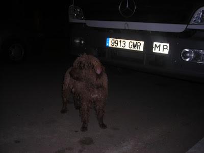 LLAMAMIENTO URGENTE A TODAS LAS PERSONAS QUE ME PUEDAN AYUDAR.CON ESTOS PERROS, ESTAN ABANDONADOS. PUEBLO DE SEVILLA.