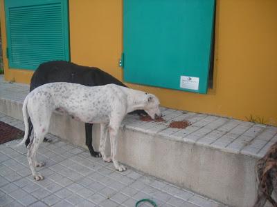 LLAMAMIENTO URGENTE A TODAS LAS PERSONAS QUE ME PUEDAN AYUDAR.CON ESTOS PERROS, ESTAN ABANDONADOS. PUEBLO DE SEVILLA.