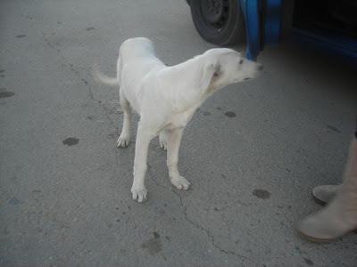 LLAMAMIENTO URGENTE A TODAS LAS PERSONAS QUE ME PUEDAN AYUDAR.CON ESTOS PERROS, ESTAN ABANDONADOS. PUEBLO DE SEVILLA.