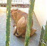 MUY URGENTE!! zoo sanitario perrera de sevilla: galgo pequeño, macho.