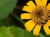 Bosque, Santhiago Kantos