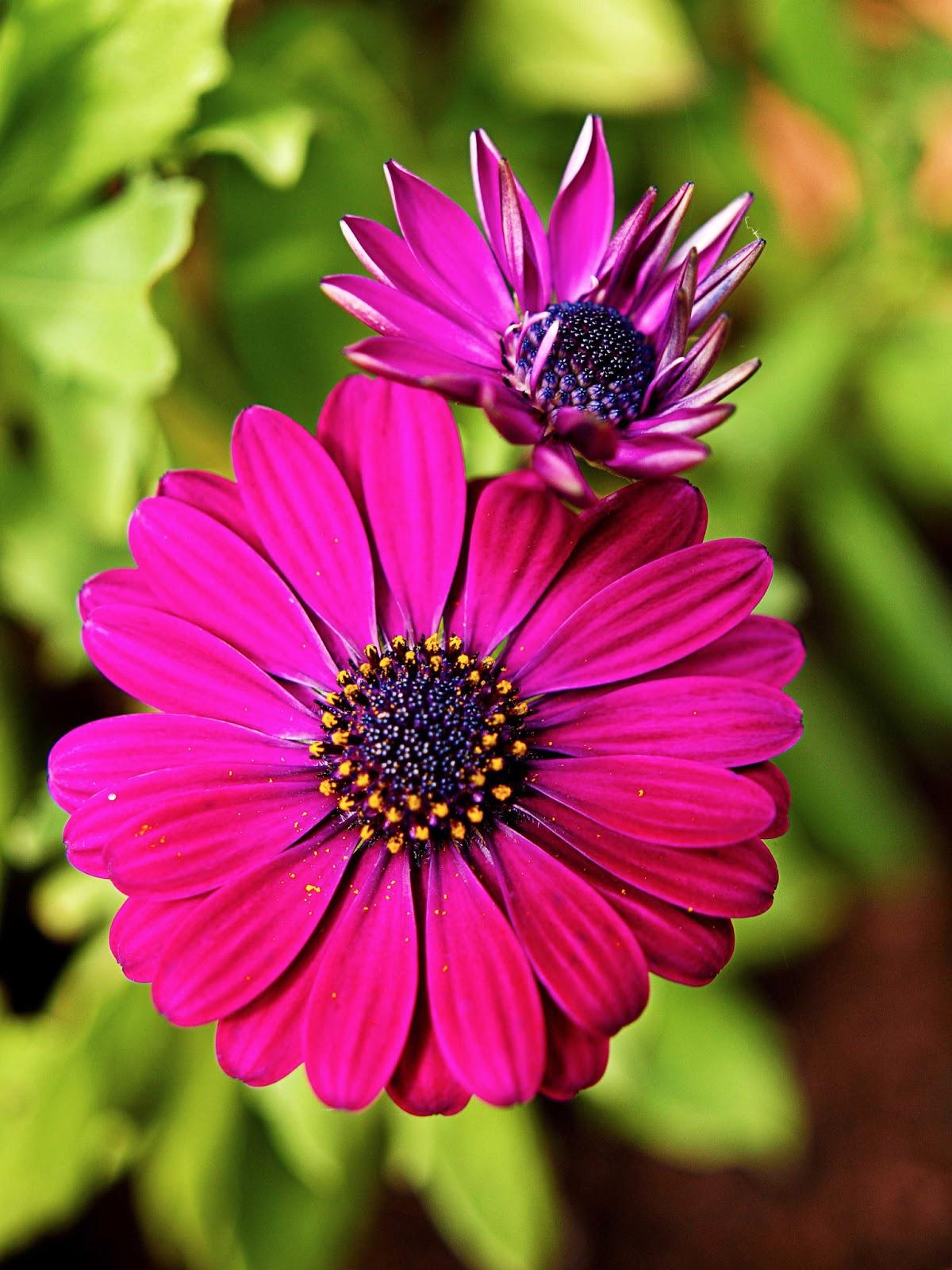 En éstos días de tanta lluvia nos alegraremos con una flo...