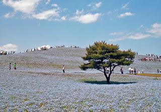 El parque de las flores