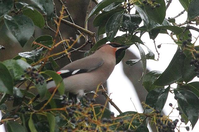 BOMBYCILLIA GARRULUS