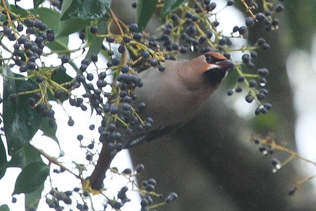 BOMBYCILLIA GARRULUS