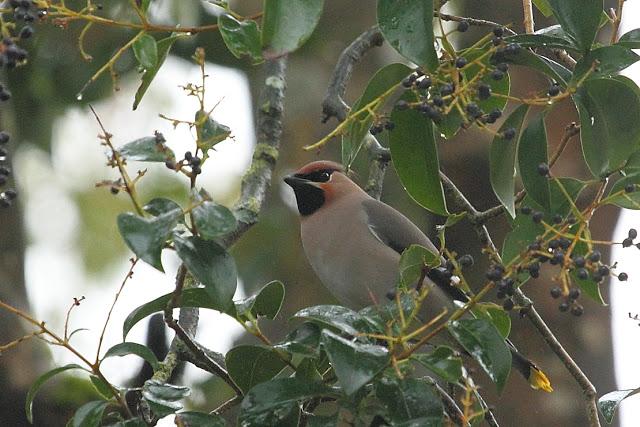 BOMBYCILLIA GARRULUS