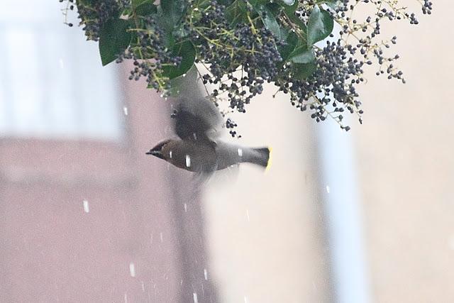 BOMBYCILLIA GARRULUS
