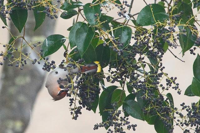 BOMBYCILLIA GARRULUS