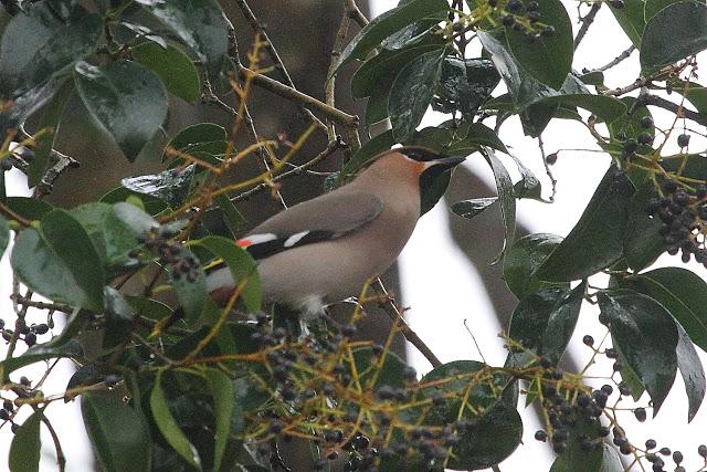 BOMBYCILLIA GARRULUS