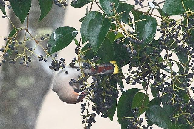 BOMBYCILLIA GARRULUS