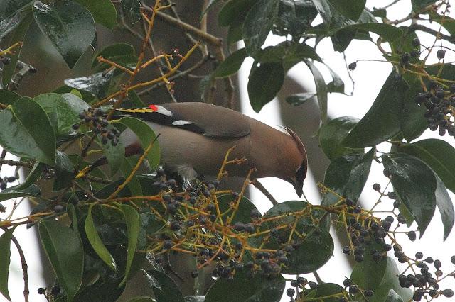 BOMBYCILLIA GARRULUS