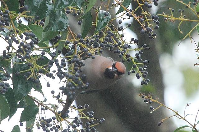 BOMBYCILLIA GARRULUS