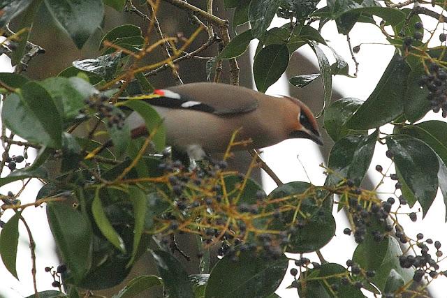 BOMBYCILLIA GARRULUS