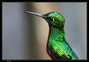 Colibrís