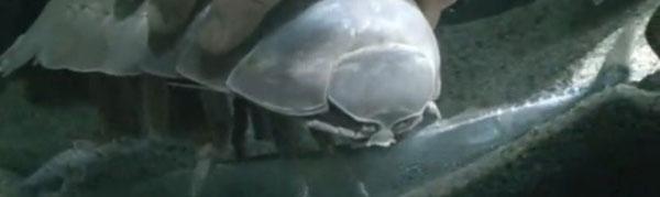 isópodo gigante en huelga de hambre