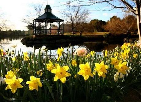 hunter-valley-gardens-lago jardín-del-lago-con-narcisos-en-primera-línea