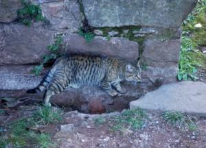 LUNA NUEVA…TODO POR NACER