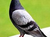 Colombofilia