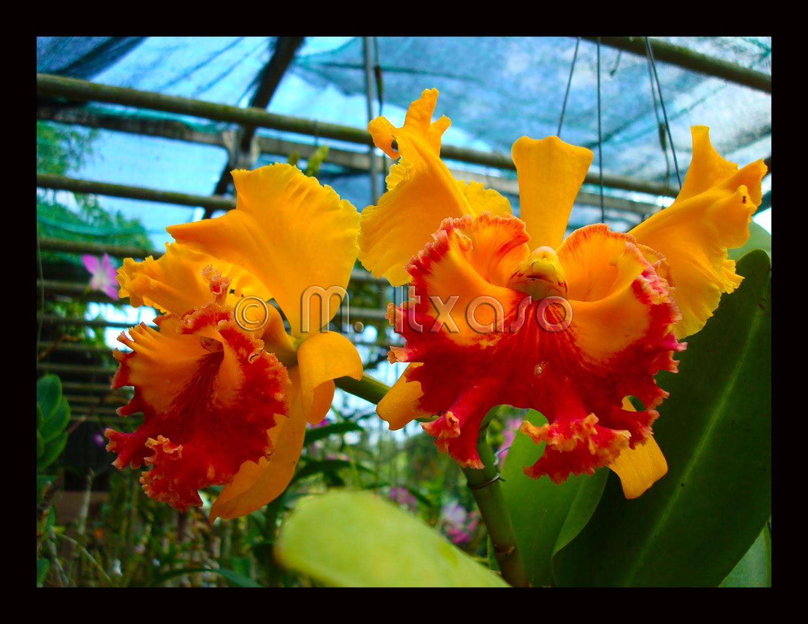 Cansada ya de tanta lluvia! necesito luz, calor... Y color!