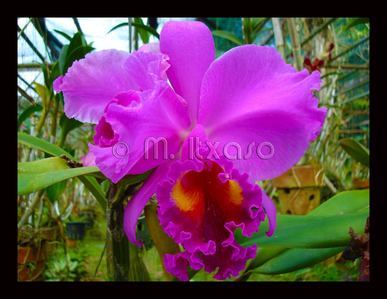 Cansada ya de tanta lluvia! necesito luz, calor... Y color!