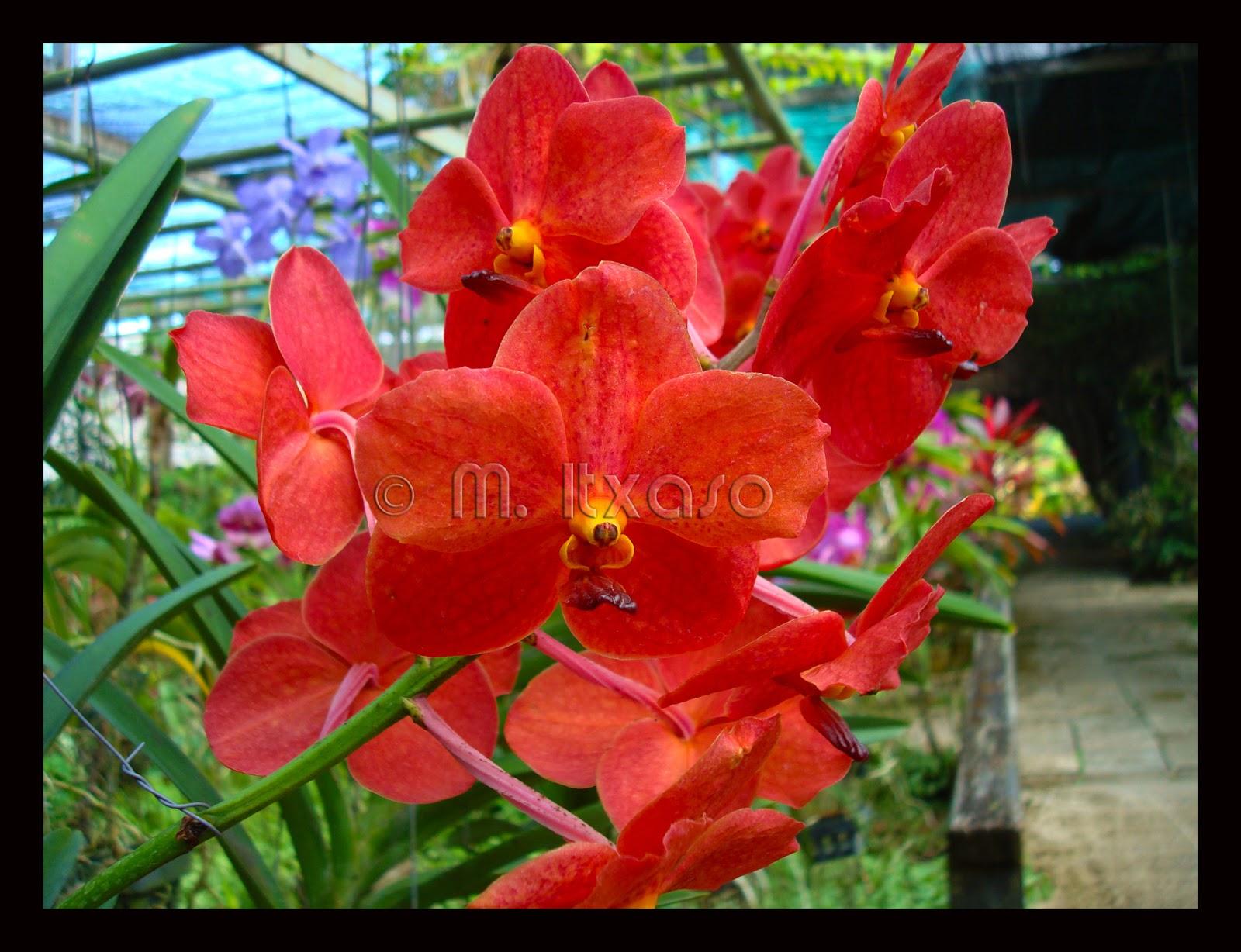 Cansada ya de tanta lluvia! necesito luz, calor... Y color!