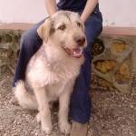 SCRUFFY no más palizas‏.