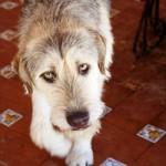 SCRUFFY no más palizas‏.