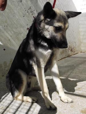 LOS GRANDES OLVIDADOS entre los OLVIDADOS. Animales mayores esperando un hogar responsable y para siempre.‏ Peñaflor (Zaragoza)