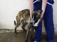 LOS GRANDES OLVIDADOS entre los OLVIDADOS. Animales mayores esperando un hogar responsable y para siempre.‏ Peñaflor (Zaragoza)