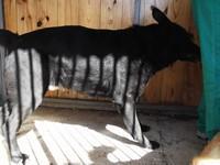 LOS GRANDES OLVIDADOS entre los OLVIDADOS. Animales mayores esperando un hogar responsable y para siempre.‏ Peñaflor (Zaragoza)