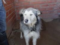 LOS GRANDES OLVIDADOS entre los OLVIDADOS. Animales mayores esperando un hogar responsable y para siempre.‏ Peñaflor (Zaragoza)