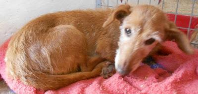 LOS GRANDES OLVIDADOS entre los OLVIDADOS. Animales mayores esperando un hogar responsable y para siempre.‏ Peñaflor (Zaragoza)