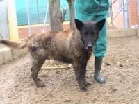 LOS GRANDES OLVIDADOS entre los OLVIDADOS. Animales mayores esperando un hogar responsable y para siempre.‏ Peñaflor (Zaragoza)