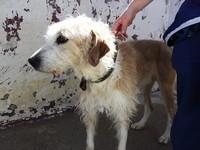 LOS GRANDES OLVIDADOS entre los OLVIDADOS. Animales mayores esperando un hogar responsable y para siempre.‏ Peñaflor (Zaragoza)