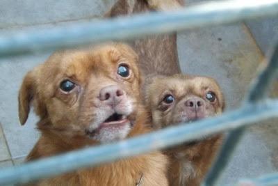 Perritos tristisimos en una jaula. Perrerta de Mairena. (Sevilla)