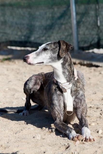 TERESA, galga barcina de tres años y medio. (Madrid) Urgente!!!