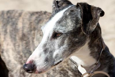 TERESA, galga barcina de tres años y medio. (Madrid) Urgente!!!