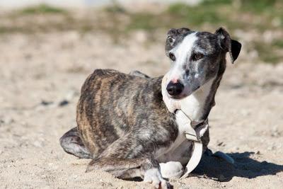 TERESA, galga barcina de tres años y medio. (Madrid) Urgente!!!