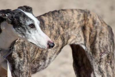 TERESA, galga barcina de tres años y medio. (Madrid) Urgente!!!
