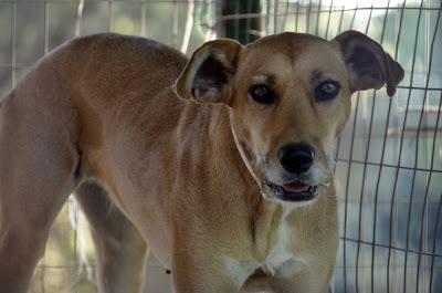 LEONA SE HA PERDIDO, AYUDA PARA ENCONTRARLA!!!! (Arca Noé Córdoba)