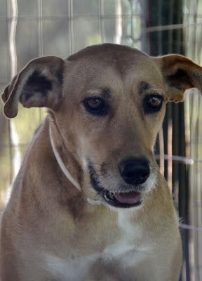LEONA SE HA PERDIDO, AYUDA PARA ENCONTRARLA!!!! (Arca Noé Córdoba)