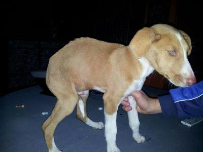 Cachorrito de podenco, acogida o adopción. (Almeria)