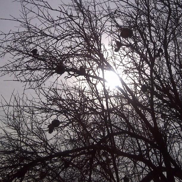 instantes de una calçotada con amigos - instants of  a calçotada with friends