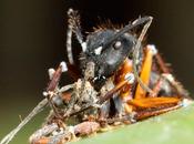 hormigas zombies muerden mediodía después mueren