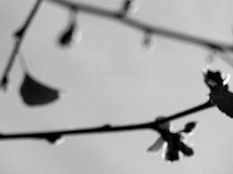 Quien desea poco, lo tiene todo quien tiene nada, tiene e...