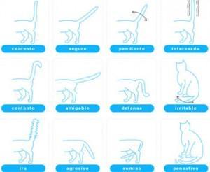 Mascotas y el significado de cada movimiento de su cola cola mascota