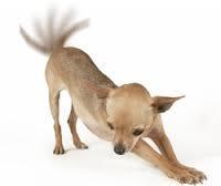 Mascotas y el significado de cada movimiento de su cola perro cola